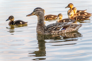 A family of ducks, a duck and its little ducklings are swimming in the water. The duck takes care of its newborn ducklings. Mallard, lat. Anas platyrhynchos