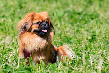 Pekingese Portrait of a happy dog in the grass on a summer walk.