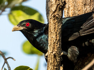 Pacific Koel in Queensland Australia