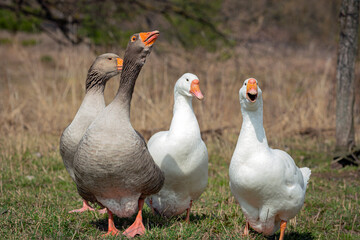 A group of white and gray geese walks across a field.