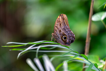 Owl Butterflies