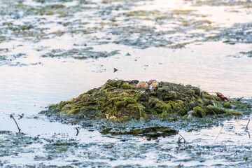 Great Crested Grebe, Podiceps cristatus, water bird sitting on the nest, nesting time on the green lake
