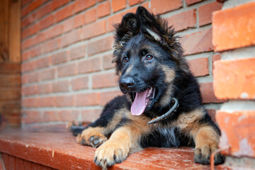 Portrait of a German Shepherd puppy against the background of a brick house.