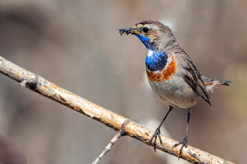 blue-throated bluethroat bird sits on a branch with a fly in its beak