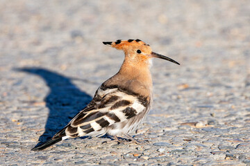 Eurasian hoopoe (Upupa epops) sitting on the ground close-up. © Andrey