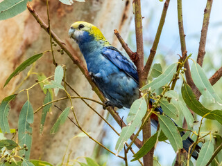 Pale-headed Rosella in Queensland Australia