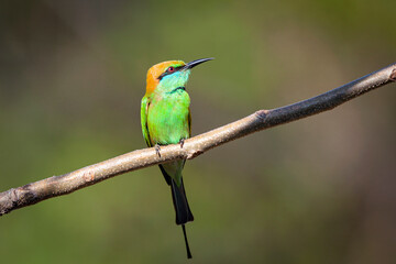 The green bee-eater (Merops orientalis) sometimes little green bee-eater sitting on the branch