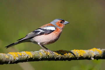Common chaffinch-Songbird of the finch family.