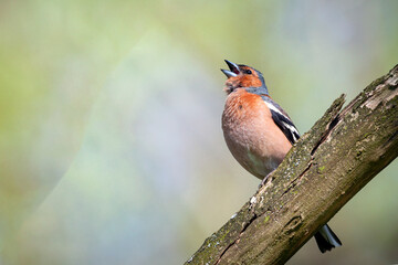 Common chaffinch-Songbird of the finch family.