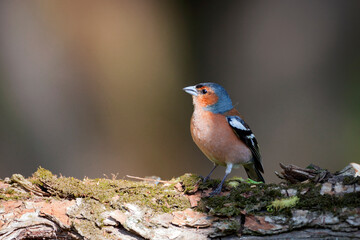 Common chaffinch-Songbird of the finch family.