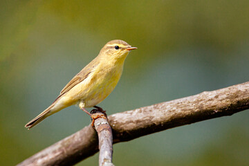 The willow warbler (Phylloscopus trochilus) sits on a branch.