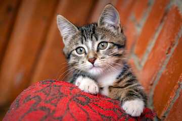 Portrait of a striped curious kitten. Close-up.