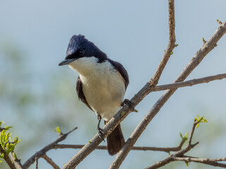 Paperbark Flycatcher in Queensland Australia