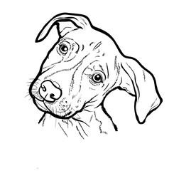 Cute hand drawn pet pitbull puppy dog cartoon illustration outline drawing for coloring
