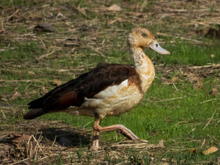 Radjah Shelduck in Queensland Australia
