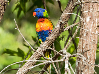 Rainbow Lorikeet in Queensland Australia