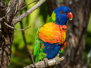 Rainbow Lorikeet in Queensland Australia