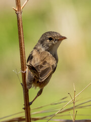 Female Red-backed Fairywren in Queensland Australia