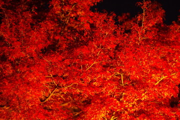 鮮やかな夜の紅葉