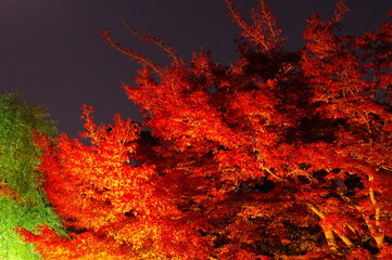 鮮やかな夜の紅葉