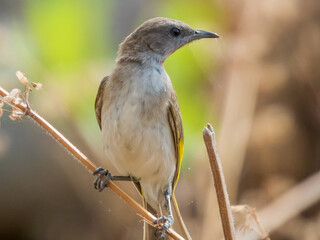 Rufous-throated Honeyeater in Queensland Australia