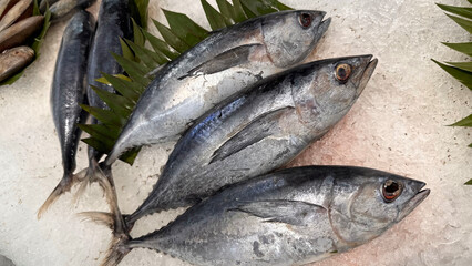 Tuna Mackerel fish fresh in the ice, local produce fish, japanese katsuo fish, or bonito tuna or...