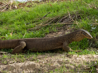 Sand Goanna in Queensland Australia