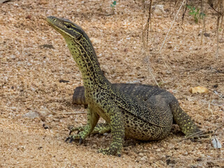 Sand Goanna in Queensland Australia