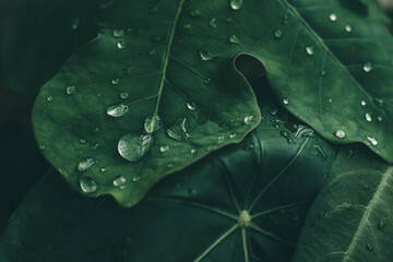 Close-up of fresh water droplets on a vibrant green leaf