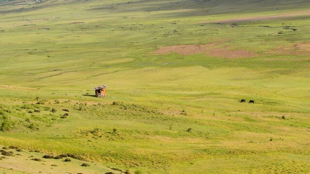 Scenic view of cows grazing on green grass in Phobjikha valley in Bhutan, cows in the meadow.