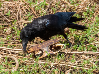Torresian Crow in Queensland Australia
