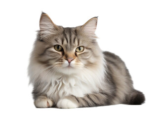 cat isolated on transparent or white background, png