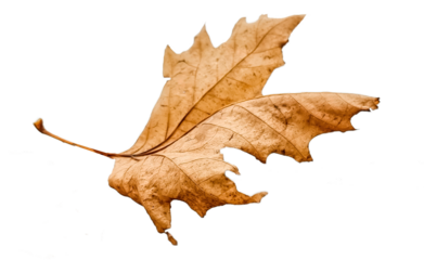 platanus leaf isolated on white