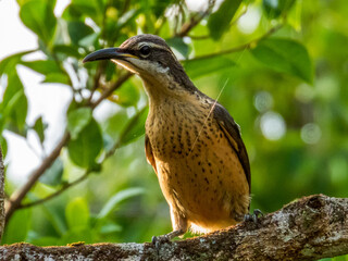 Victoria's Riflebird in Queensland Australia