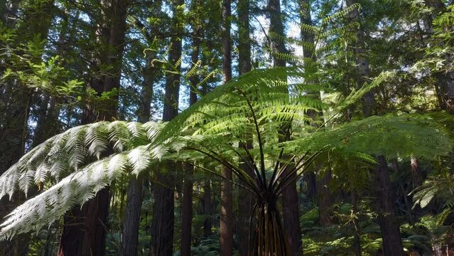 Aerial: Fern forest and Redwood trees in Whakarewarewa Forest, Rotorua, New Zealand