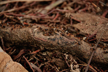 A trail of ants working together, moving across logs in the forest floor