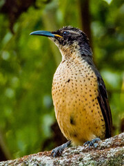 Victoria's Riflebird in Queensland Australia