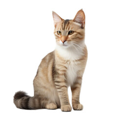 Obraz premium Thai cat isolated on transparent or white background, png