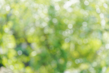 Blur green bokeh with light flare outdoor natural garden, Green natural garden Blur background.