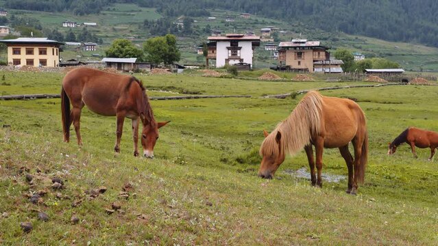 Scenic view of horses grazing on green grass in Phobjikha valley in Bhutan, horses in the meadow.