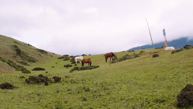 Scenic view of horses grazing on green grass on a hilltop in Bhutan, horses in the meadow.