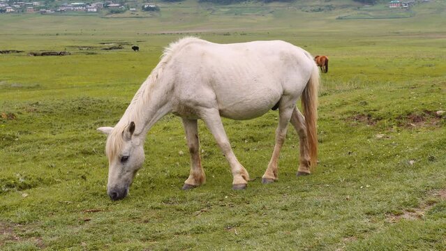 Scenic view of horses grazing on green grass in Phobjikha valley in Bhutan, horses in the meadow.
