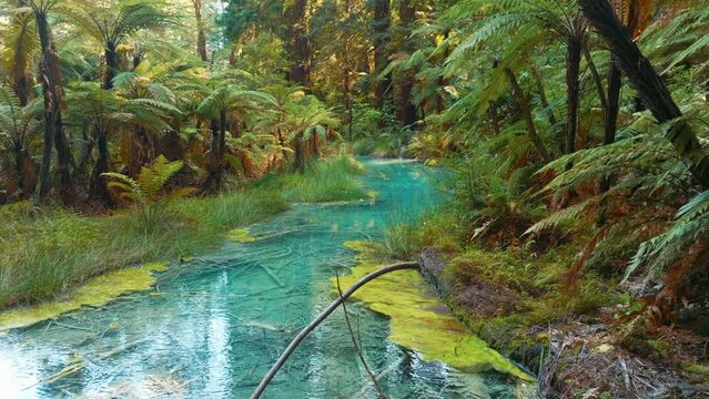 Aerial: Native fern forest and pond in the Whakarewarewa Forest, Rotorua, New Zealand