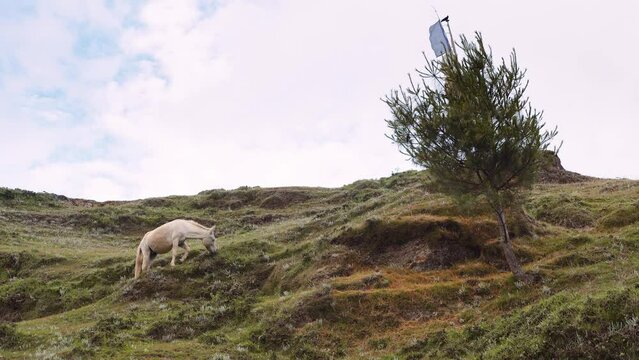 Scenic view of a white horse grazing on a hilltop in Bhutan, horse in the meadow.