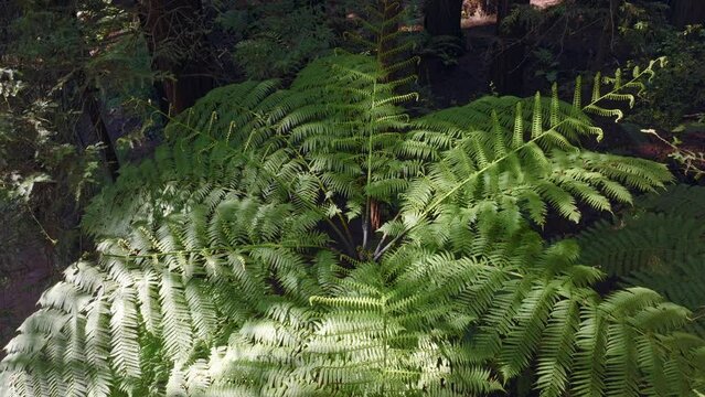 Aerial: Fern forest and Redwood trees in Whakarewarewa Forest, Rotorua, New Zealand