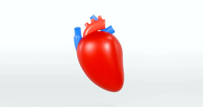 4K 3D human heart