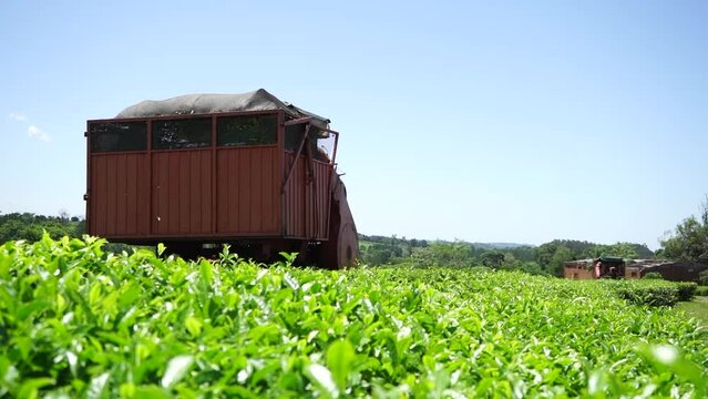 Machine Harvesting Green Tea in an Argentinian Field.