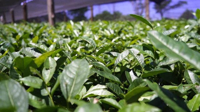 Close-up view of small Camellia sinensis plants being prepared for planting.
