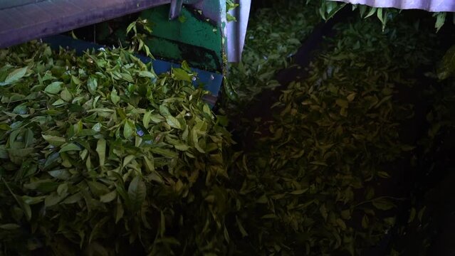 Green tea leaf selection process in a machine.