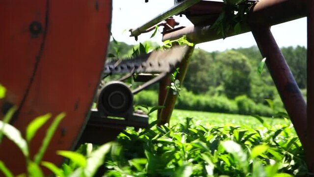 A close up view of a machine harvesting green tea.